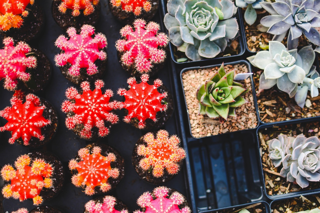 Cactus et plantes grasses d'intérieur : comment les cultiver ?